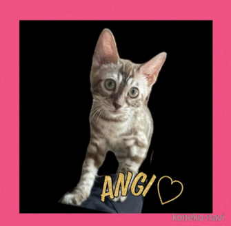 アンジェリーナちゃん1枚目